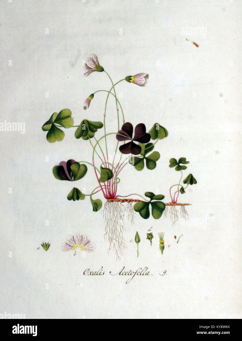 Oxalis acetosella, allgemein bekannt als Sauerampfer, ist in Band V der Flora Batava zu sehen und dokumentiert die Art in botanischen Illustrationen und hebt ihren natürlichen Lebensraum und ihre Eigenschaften hervor. Stockfoto