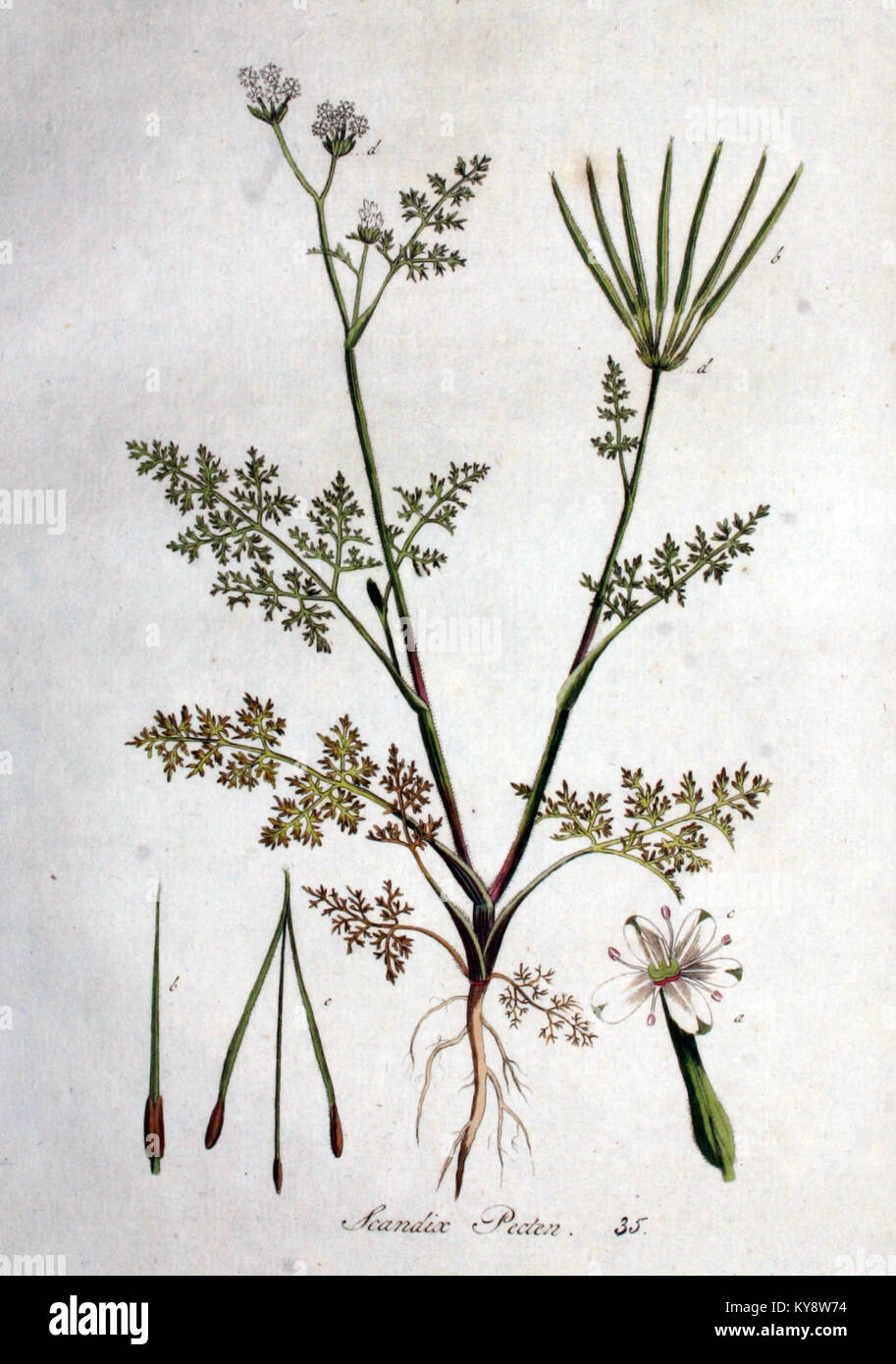 Dieses Bild zeigt eine Illustration von *Scandix pecten*, einer Pflanzenart aus *Flora Batava*, einem bekannten botanischen Werk. Sie hebt die detaillierte botanische Darstellung der Art hervor. Stockfoto