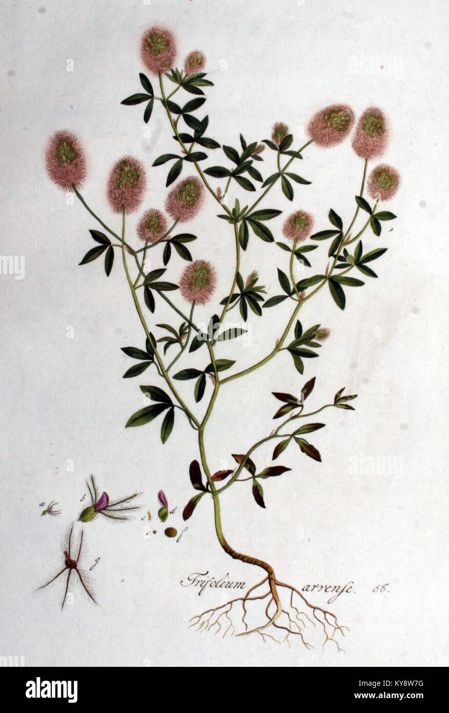 Trifolium arvense - Flora Batava-Volume v1 Stockfoto