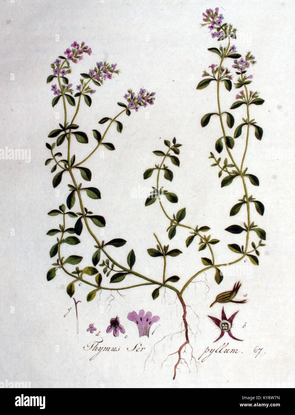 Diese botanische Illustration aus „Flora Batava“ zeigt Thymus serpyllum, allgemein bekannt als kriechender Thymian. Die Abbildung zeigt die Eigenschaften der Pflanze und trägt zu botanischen Studien der einheimischen Flora bei. Stockfoto