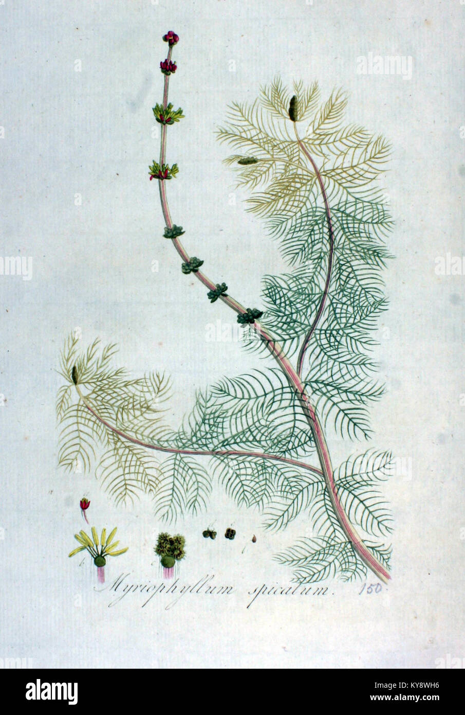 Myriophyllum spicatum, auch bekannt als Wassermilfoil, ist eine untergetauchte Wasserpflanze aus der „Flora Batava“-Serie. Diese Pflanze ist bekannt für ihre Rolle in aquatischen Ökosystemen und ihre botanischen Eigenschaften. Stockfoto