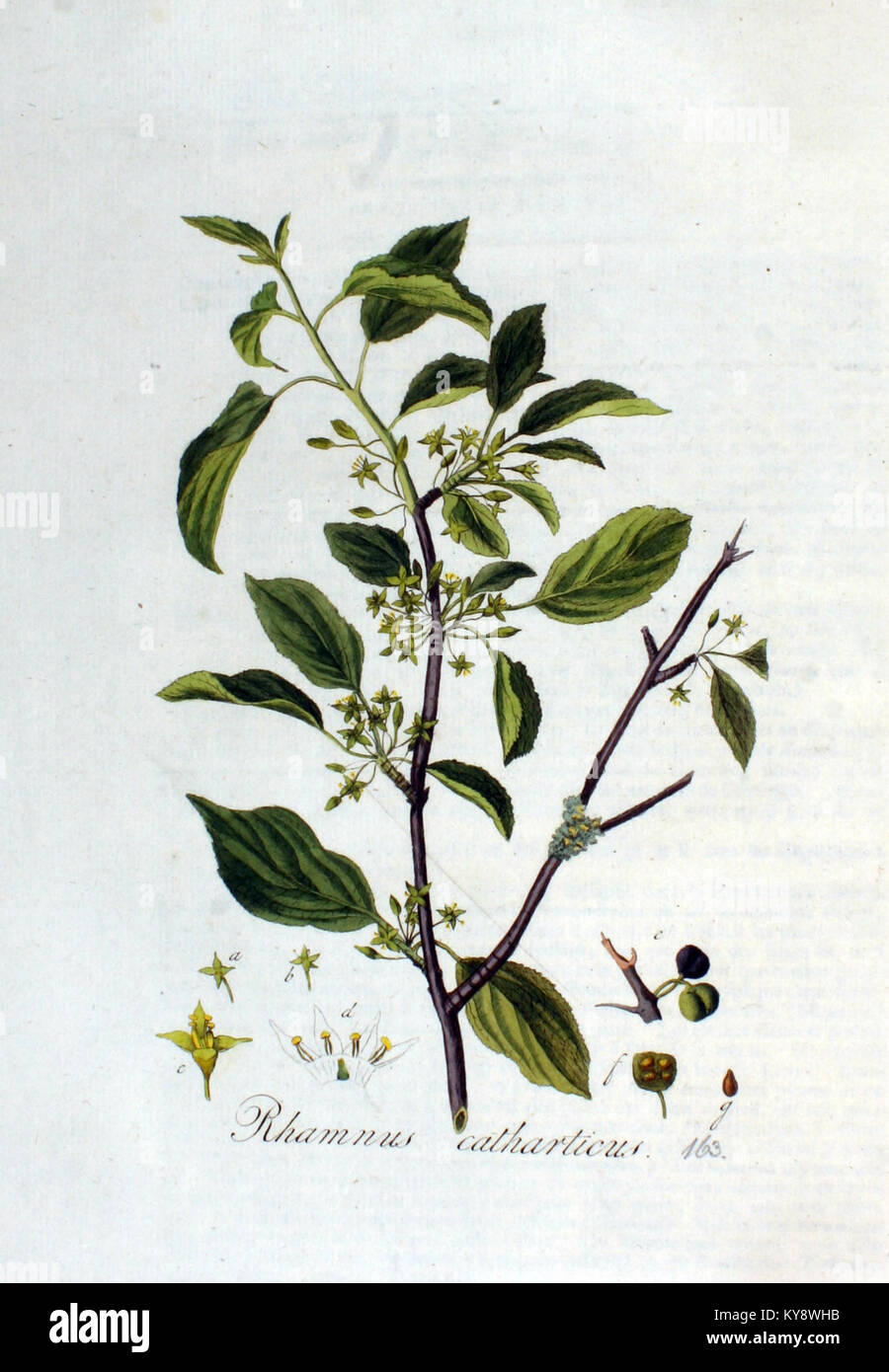 Dieses Bild zeigt „Rhamnus catharticus“, allgemein bekannt als der gemeine Sanddorn, aus der „Flora Batava“-Serie. Es ist eine botanische Illustration aus Band 3, die diese Pflanzenart hervorhebt. Stockfoto