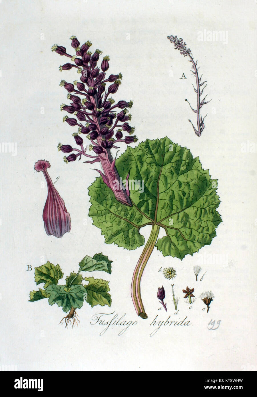 Tussilago hybrida, die in der Flora Batava Band 3 aufgeführt ist, ist eine Pflanzenart, die in botanischen Illustrationen beschrieben wird und ihre einzigartigen Eigenschaften und ihren Lebensraum zeigt. Stockfoto
