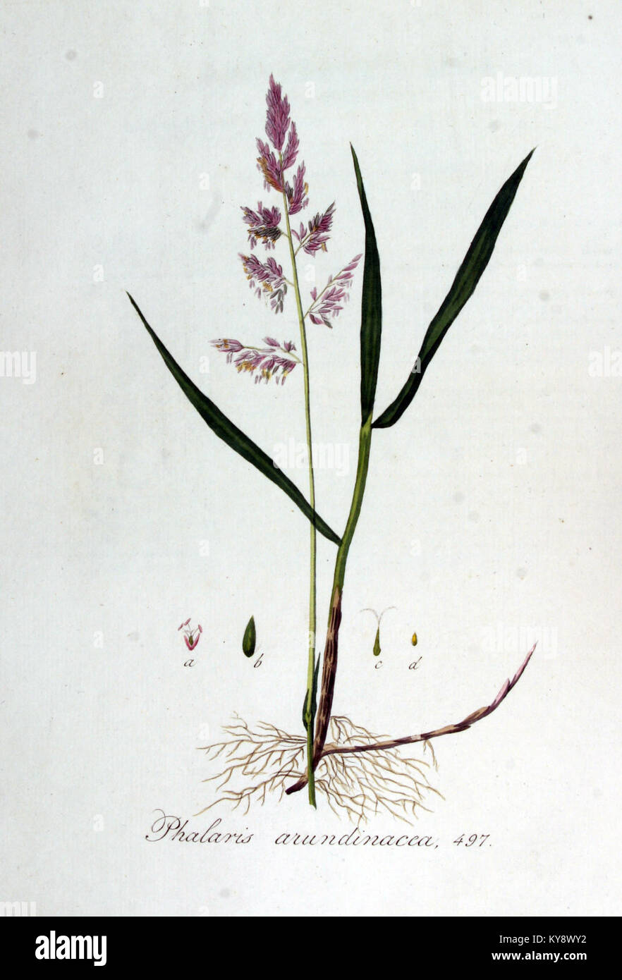 Phalaris arundinacea - Flora Batava - Band v7 Stockfoto