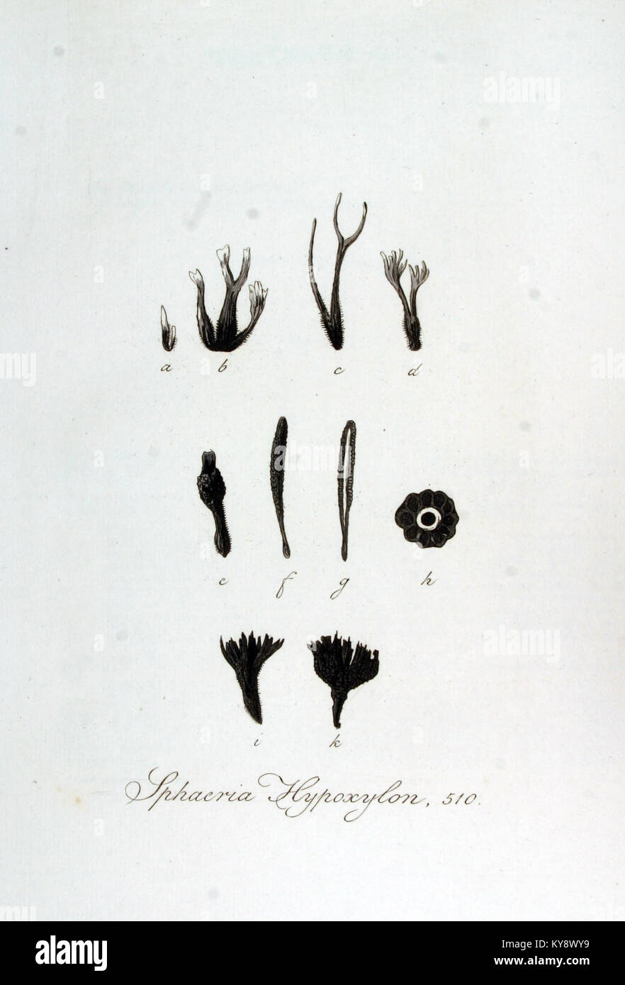 Sphaeria hypoxylon, dargestellt in *Flora Batava* Band 7, ist eine Pilzart. Diese Illustration ist Teil einer größeren botanischen Arbeit, die die Flora der Niederlande während des 19. Jahrhunderts dokumentiert. Stockfoto