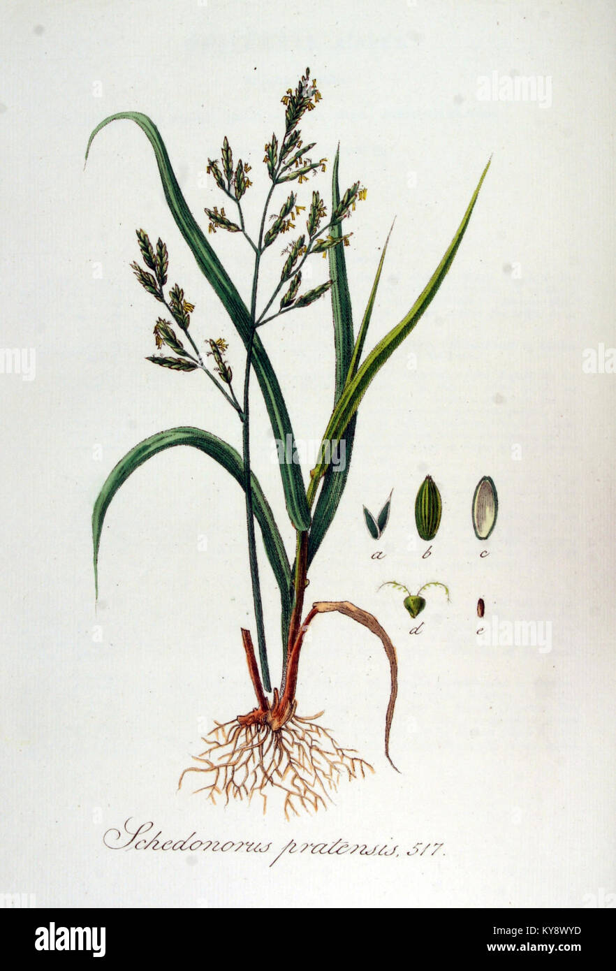 Eine Illustration von Schedonorus pratensis, einer Pflanzenart aus der Serie 'Flora Batava'. Diese botanische Abbildung zeigt die Pflanze detailliert und hebt ihre Merkmale und ihre wissenschaftliche Klassifizierung hervor. Stockfoto