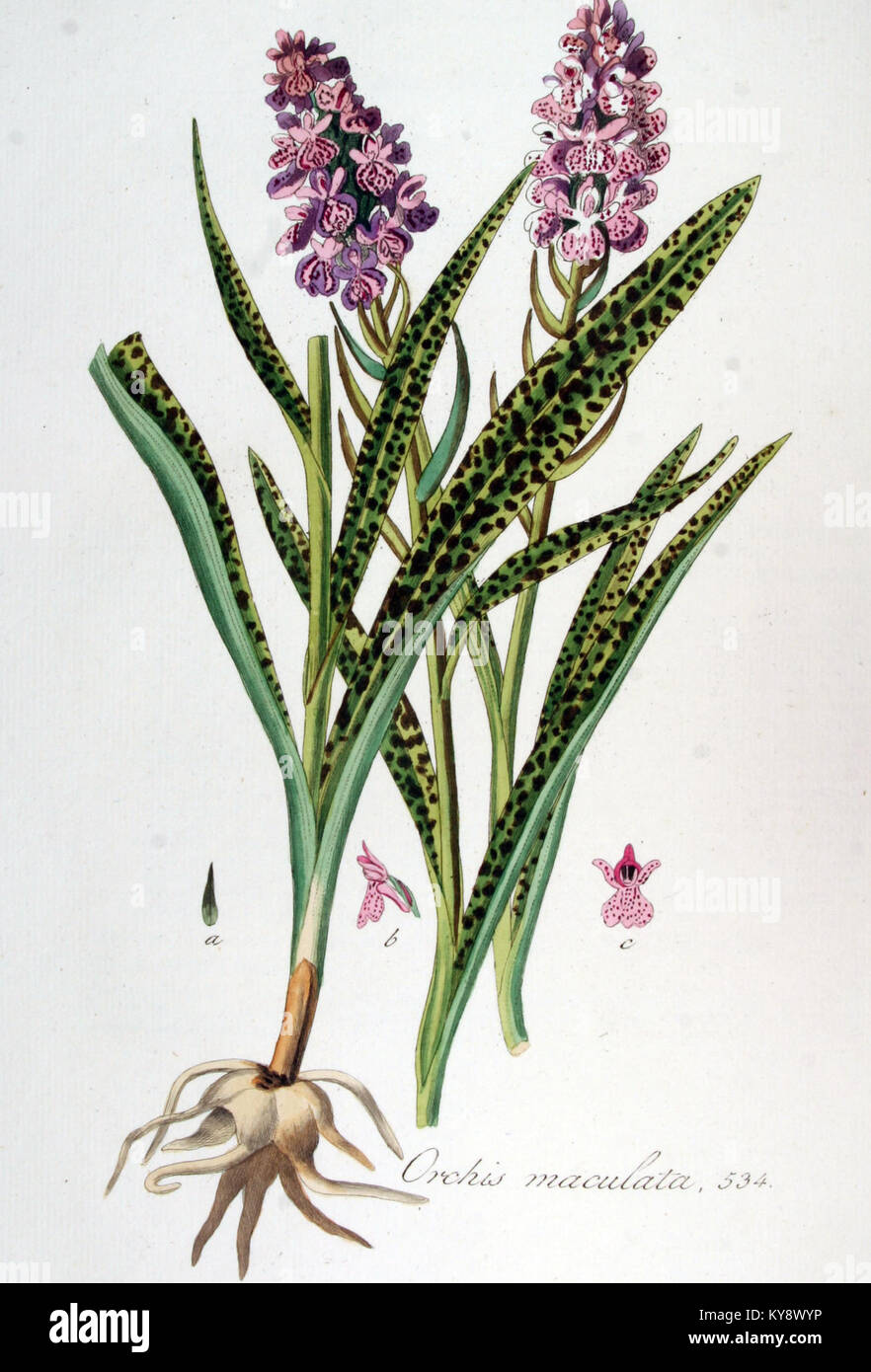 Eine Illustration der Orchis maculata, allgemein bekannt als gefleckte Orchidee, aus der Serie Flora Batava, die ihre botanischen Merkmale in einer genauen, detaillierten Darstellung aus dem 18. Jahrhundert zeigt. Stockfoto