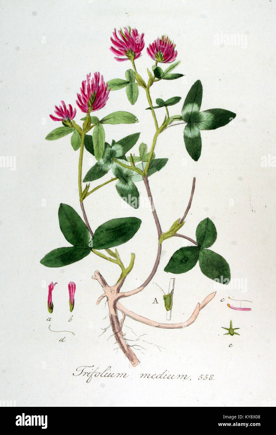 Trifolium Medium, eine Kleeart, ist in der Flora Batava, einem botanischen Nachschlagewerk zu sehen, das Pflanzen der Niederlande beschreibt. Dieses Bild zeigt die Eigenschaften des Klees, wie im 7. Band beschrieben. Stockfoto