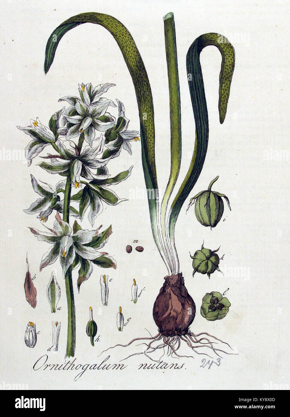 Ornithogalum nutans - Flora Batava - Band v4 Stockfoto