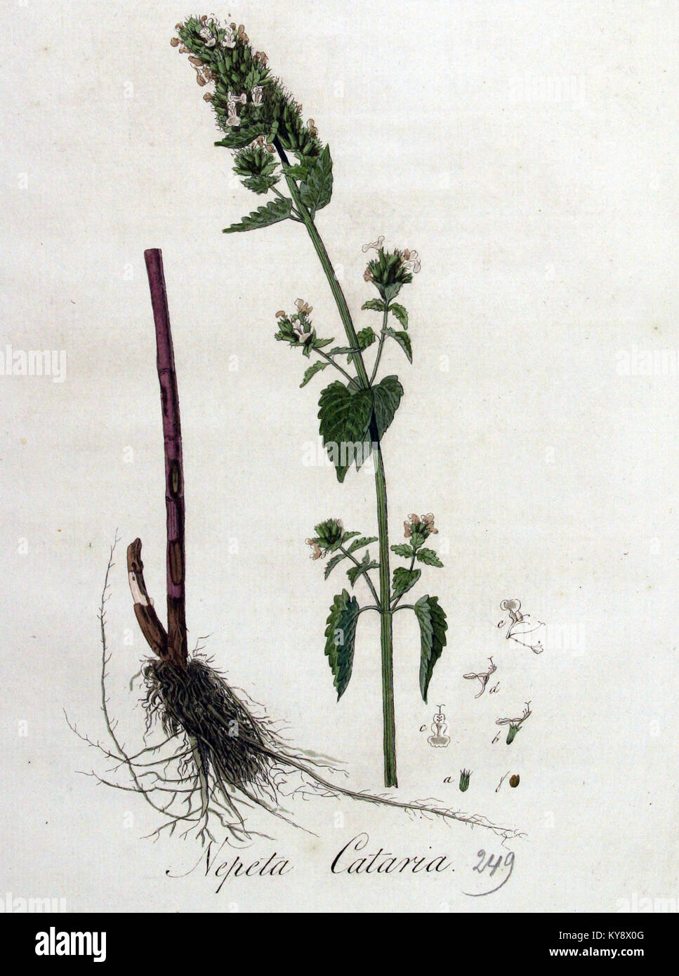 *Nepeta cataria*, allgemein bekannt als Katzenminze, wird in *Flora Batava* Band V vorgestellt. Diese Arbeit beschreibt die Pflanze, ihre Eigenschaften und ihre Bedeutung in der Kräutermedizin und im Gartenbau. Stockfoto