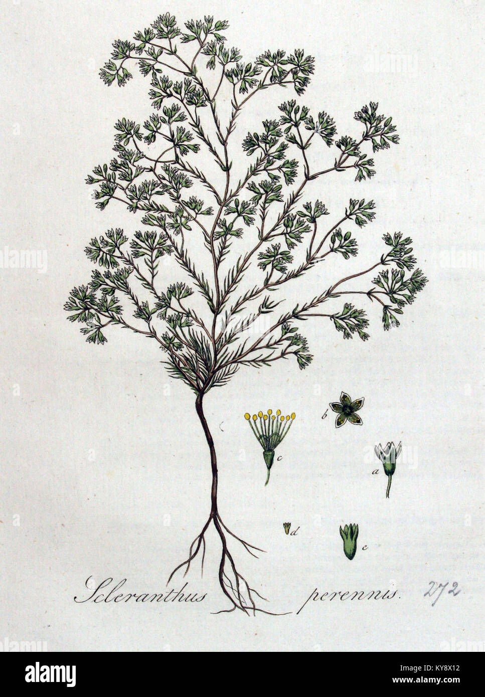 Eine Illustration von *Scleranthus perennis*, einer mehrjährigen Pflanze, aus der botanischen Reihe *Flora Batava*. Der Band konzentriert sich auf die Eigenschaften der Pflanze und ihren Platz in der niederländischen botanischen Geschichte. Stockfoto