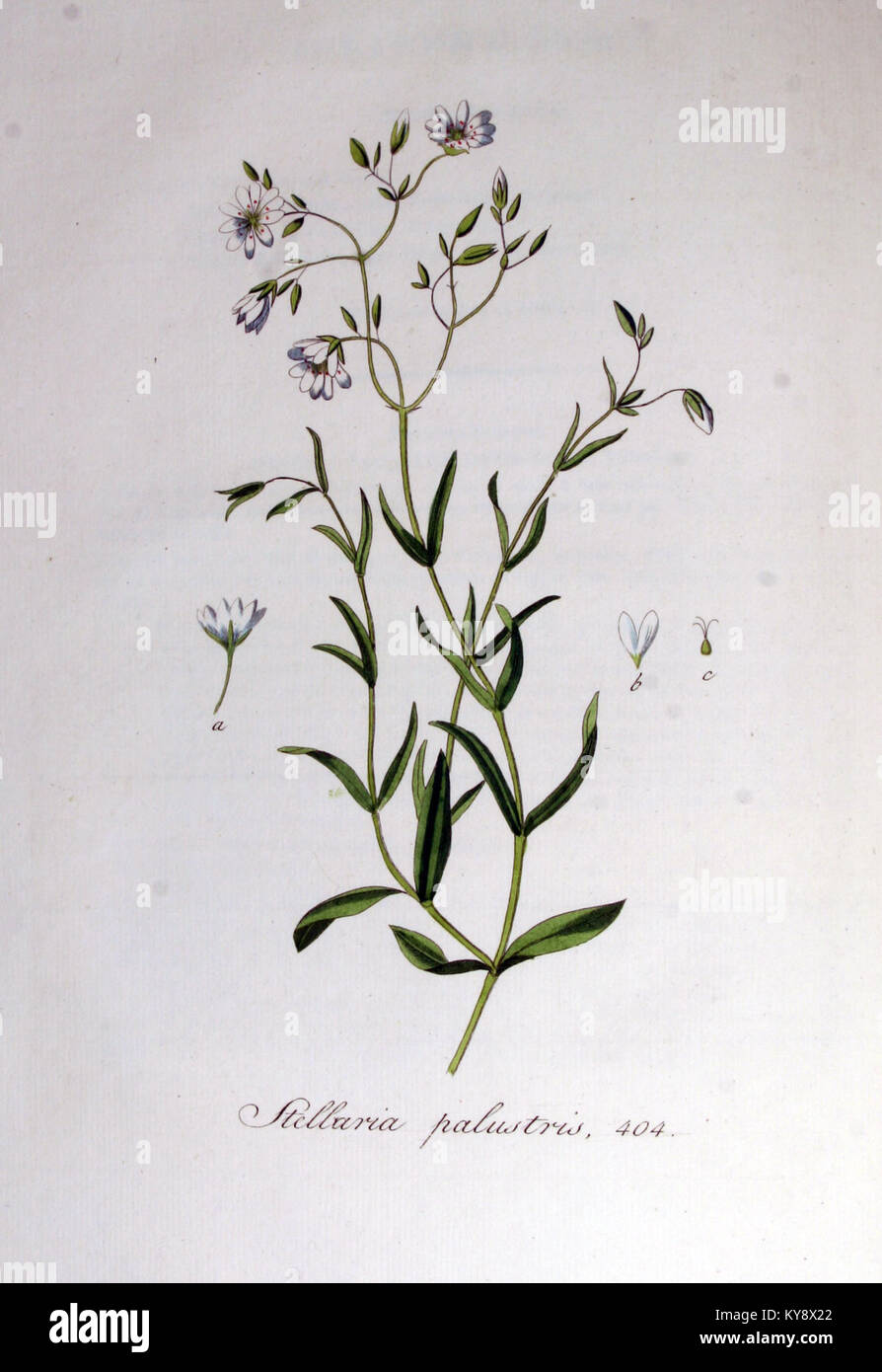 Eine Illustration von Stellaria palustris aus „Flora Batava“, die die detaillierten Merkmale der Pflanze als Teil einer umfassenden botanischen Referenz zur niederländischen Flora hervorhebt. Stockfoto