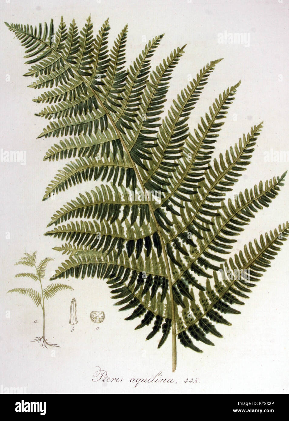 Pteris aquilina, allgemein bekannt als der Brackenfarn, ist in der „Flora Batava“-Serie, Band 6, zu sehen. Diese botanische Arbeit bietet einen detaillierten Einblick in die Art, ihre Merkmale und ihren Platz in der europäischen Flora. Stockfoto