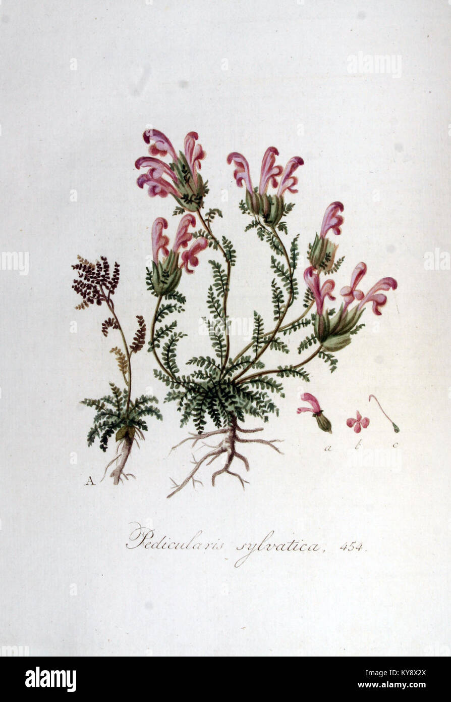 Diese Illustration aus „Flora Batava“ zeigt *Pedicularis sylvatica*, eine in Europa heimische Pflanzenart, und zeigt die botanischen Details und Klassifizierungen in diesem historischen Werk. Stockfoto