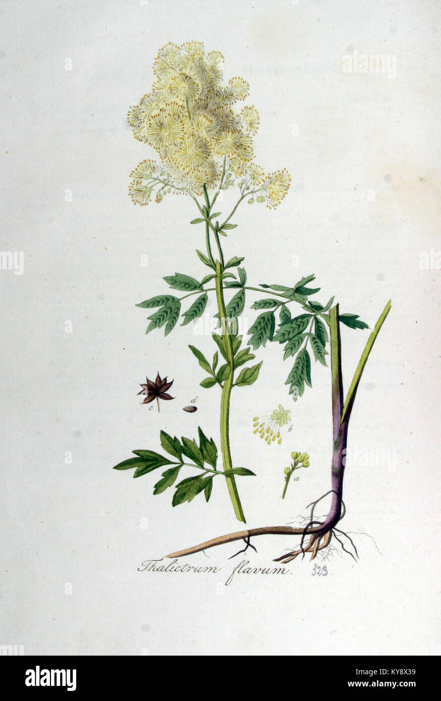 Dies bezieht sich auf eine botanische Illustration von *Thalictrum flavum*, einer Pflanzenart, wie sie in der „Flora Batava“-Reihe, Band 5, zu sehen ist und zur Pflanzenidentifizierung und botanischen Forschung beiträgt. Stockfoto