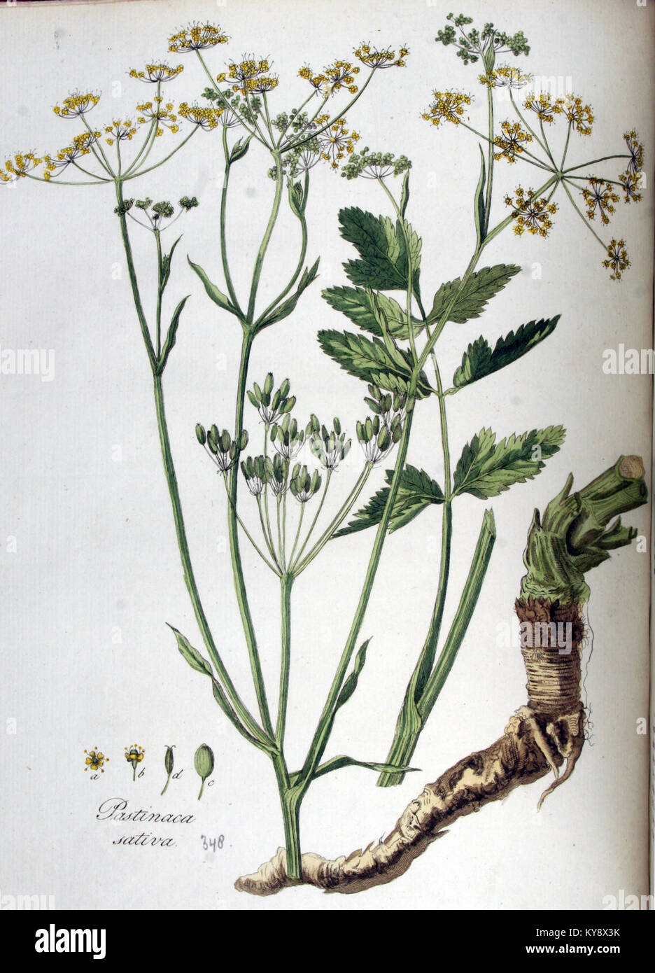 Pastinaca sativa, allgemein bekannt als Pastinaken, ist in diesem Band von Flora Batava zu sehen, der die botanischen Eigenschaften der Art und ihre Rolle in europäischen Flora-Studien dokumentiert. Stockfoto