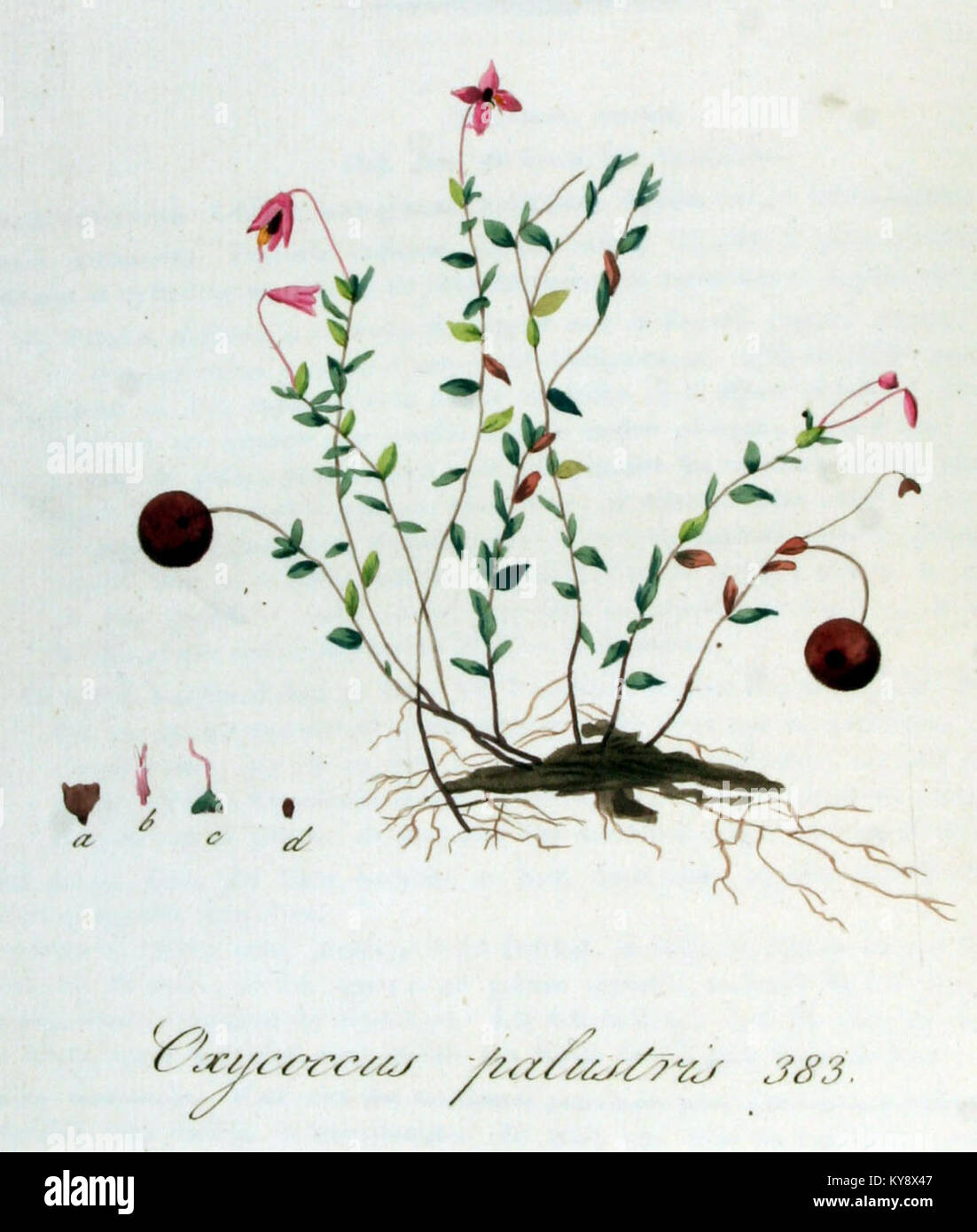 Oxycoccus palustris, auch bekannt als Moor Cranberry, ist in Band V von „Flora Batava“ zu sehen, einem botanischen Werk, das die Flora der Niederlande dokumentiert. Das Buch enthält detaillierte Abbildungen der Pflanze und ihrer Eigenschaften. Stockfoto