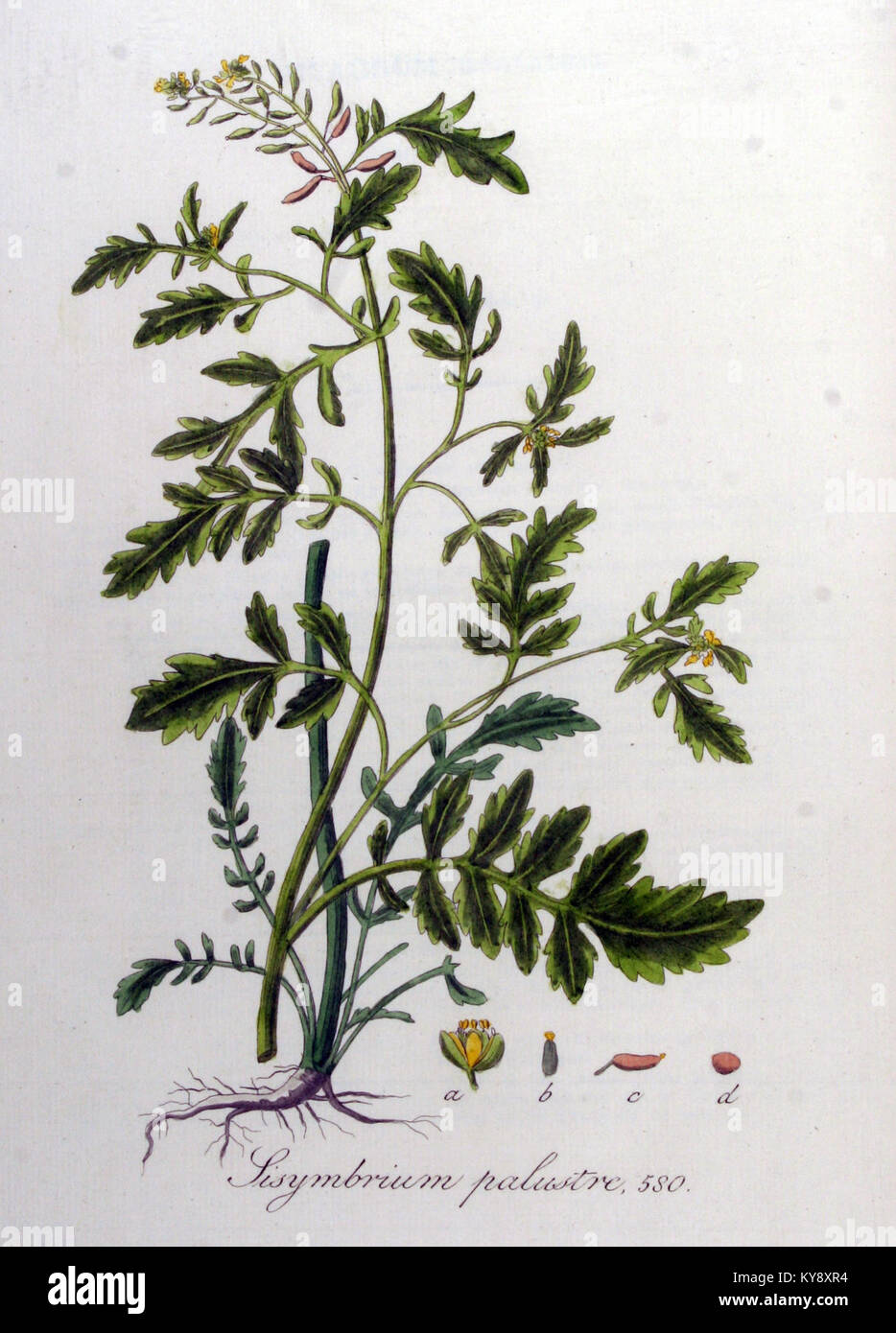 Eine Darstellung von Sisymbrium palustre, allgemein bekannt als Sumpf-Senf, in der Serie „Flora Batava“. Diese Serie ist eine detaillierte botanische Referenz zu niederländischen Pflanzenarten und trägt zu botanischem Wissen bei. Stockfoto