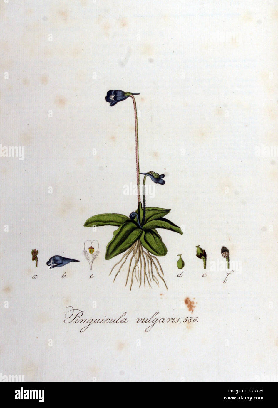 Diese Illustration aus der Serie Flora Batava zeigt Pinguicula vulgaris, eine in Europa heimische Fleischfresserart, die für ihre Insektenfänger-Blätter bekannt ist. Stockfoto
