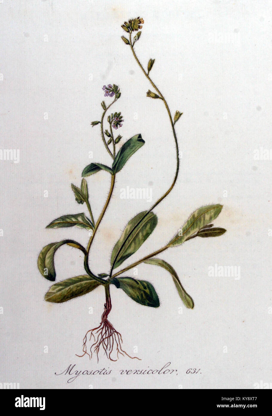 Myosotis versicolor, auch bekannt als die Variable Forget-Me-Not, ist eine blühende Pflanze, die in Band V8 der Flora Batava-Serie dargestellt wird. Die Pflanze ist in Europa beheimatet und für ihre charakteristischen blauen und violetten Blüten bekannt. Stockfoto