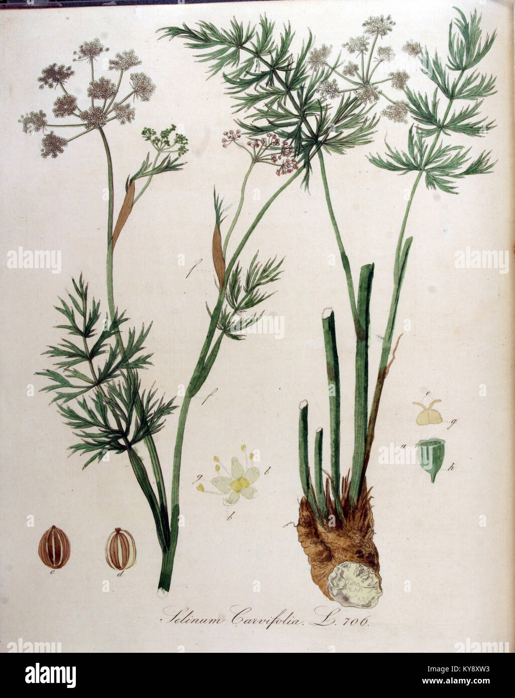 Eine Illustration von Selinum carvifolia, einer Pflanzenart aus der Serie Flora Batava, die ihre botanischen Merkmale und ihre Bedeutung für die europäischen Pflanzenstudien des 18. Jahrhunderts darstellt. Stockfoto