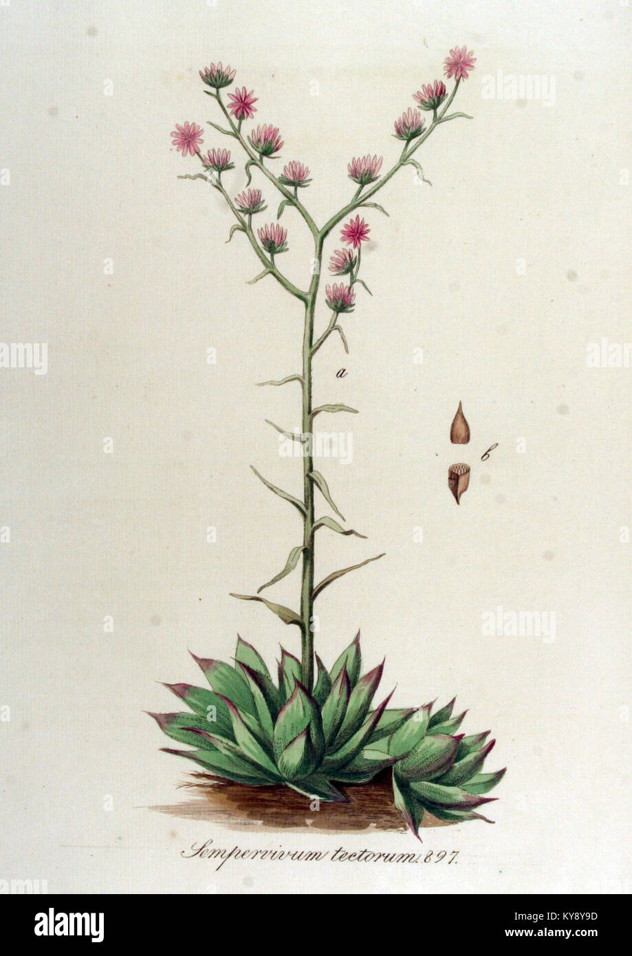 Sempervivum tectorum - Flora Batava - Band v 12. Stockfoto