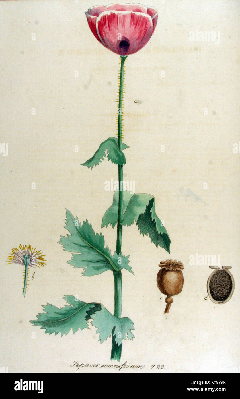 Papaver somniferum, auch bekannt als Opiummohn, wird in der Flora Batava dargestellt, einem umfassenden Werk, das die Pflanzen der Niederlande illustriert. Dieser Band liefert detaillierte botanische Informationen über die Art, ihre Merkmale und ihre Bedeutung für botanische Studien. Stockfoto