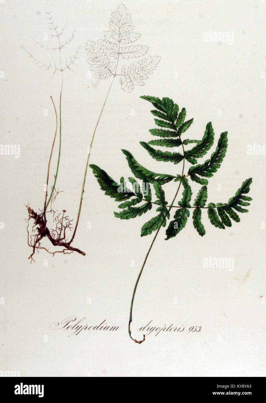 Polypodium Batava dryopteris - Flora - Band v 12. Stockfoto