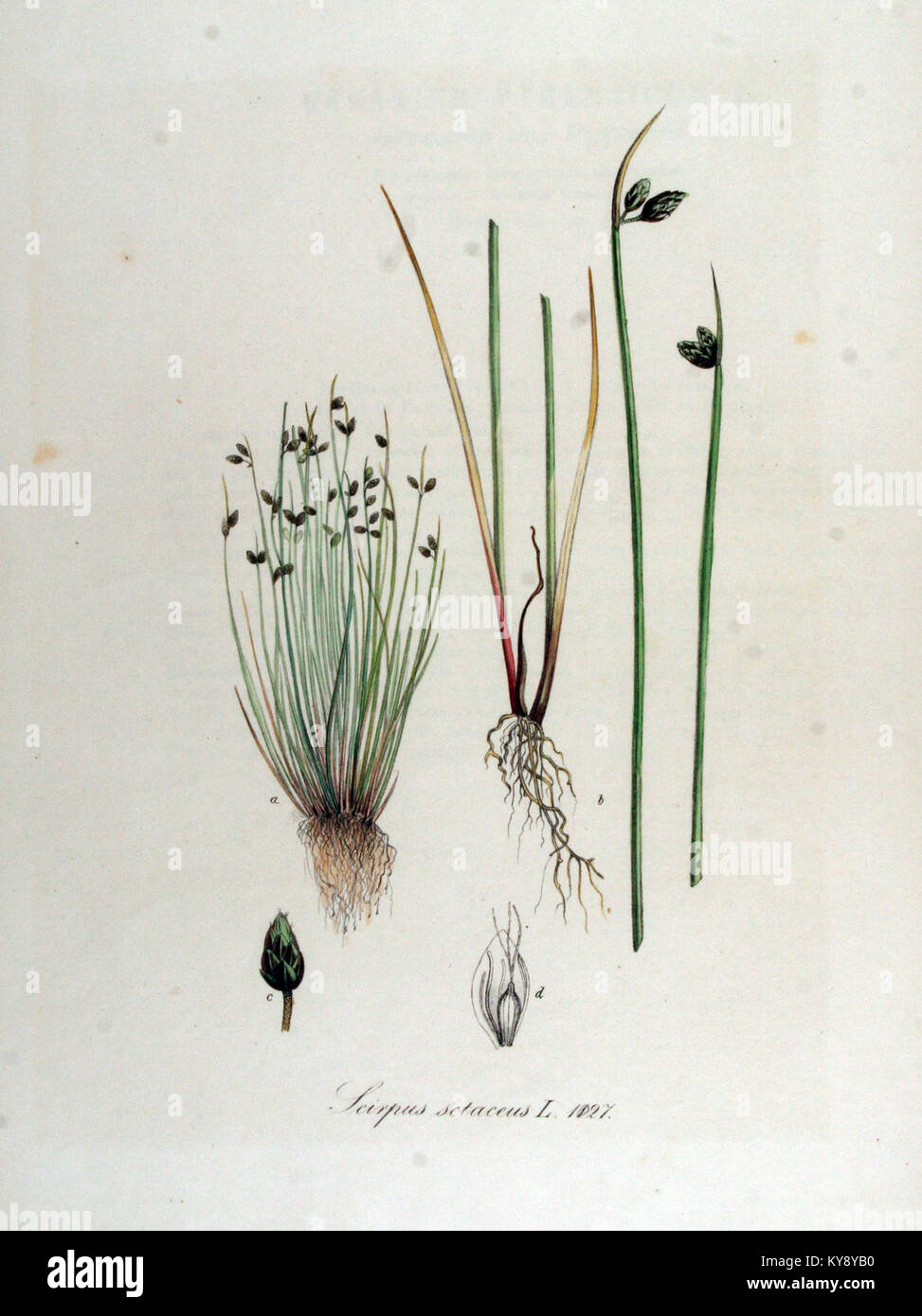 Scirpus setaceus, eine Pflanzenart aus der Serie Flora Batava, ist ein Beispiel für die botanische Illustration des 18. Jahrhunderts und zeigt die detaillierte Untersuchung von Pflanzen in der niederländischen wissenschaftlichen Tradition. Stockfoto