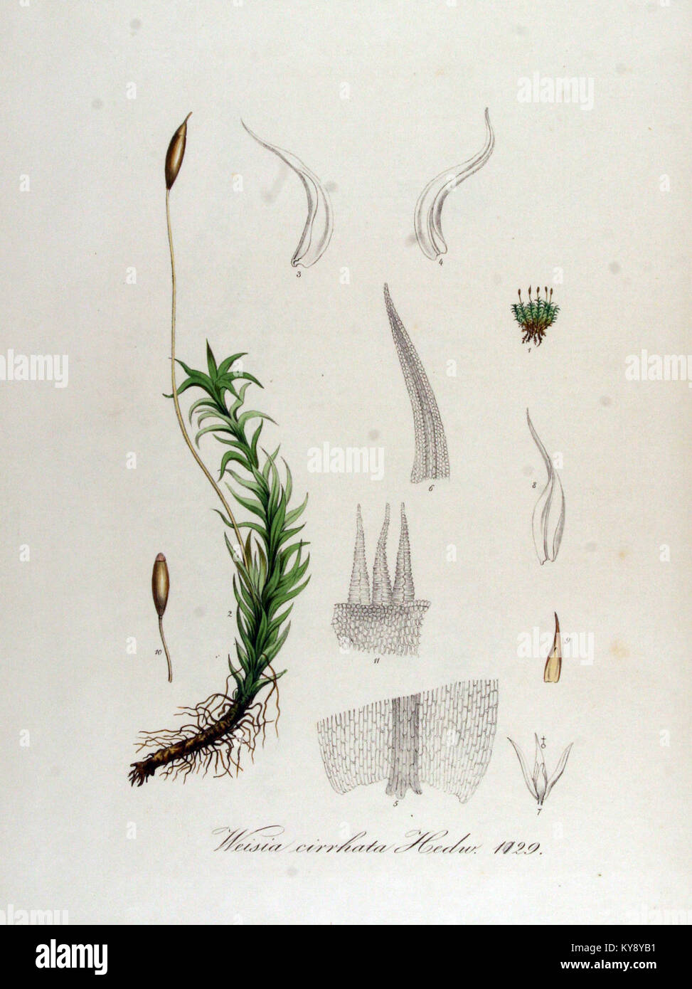 Weisia cirrhata, eine Moosart, wird in der Serie „Flora Batava“ vorgestellt, die die botanische Vielfalt der Niederlande im 19. Jahrhundert veranschaulicht. Stockfoto