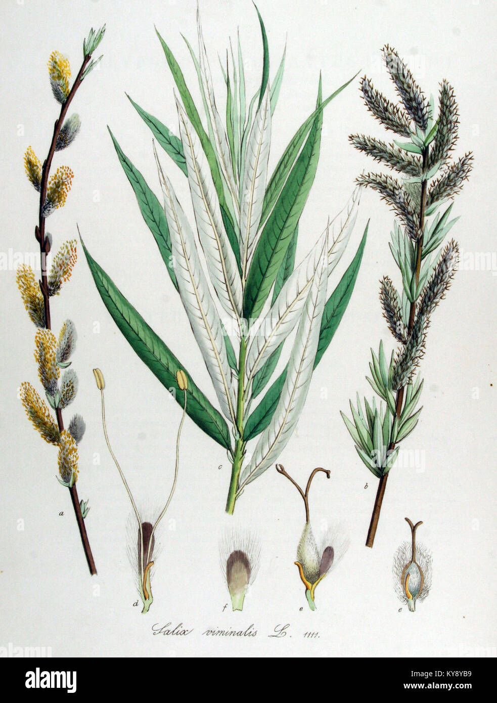 Salix viminalis, dokumentiert in Flora Batava Band 14, ist eine Weidenart, die für ihre schlanken Blätter und ihre Bedeutung für die niederländische botanische Flora bekannt ist. Stockfoto