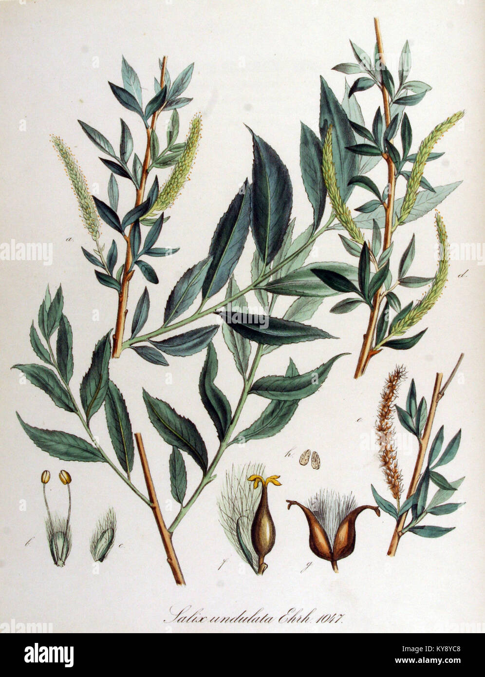 Salix undulata, eine Weidenart, ist in der Serie „Flora Batava“ zu sehen und liefert botanische Details über ihre Merkmale und Klassifizierung in Band 14. Stockfoto