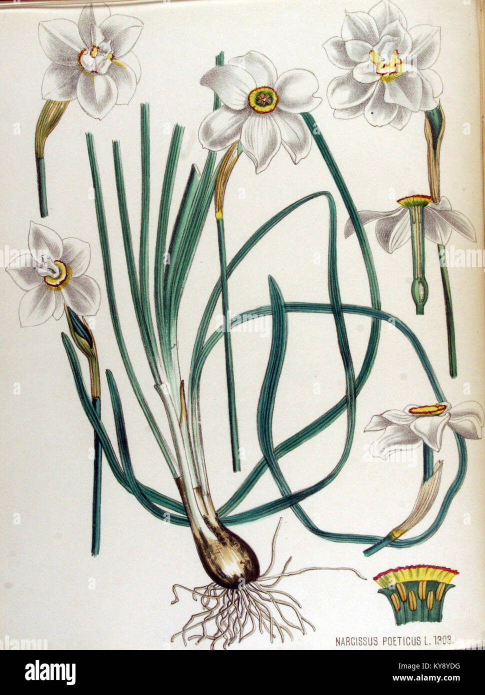 Narcissus poeticus - Flora Batava - Band v 17. Stockfoto