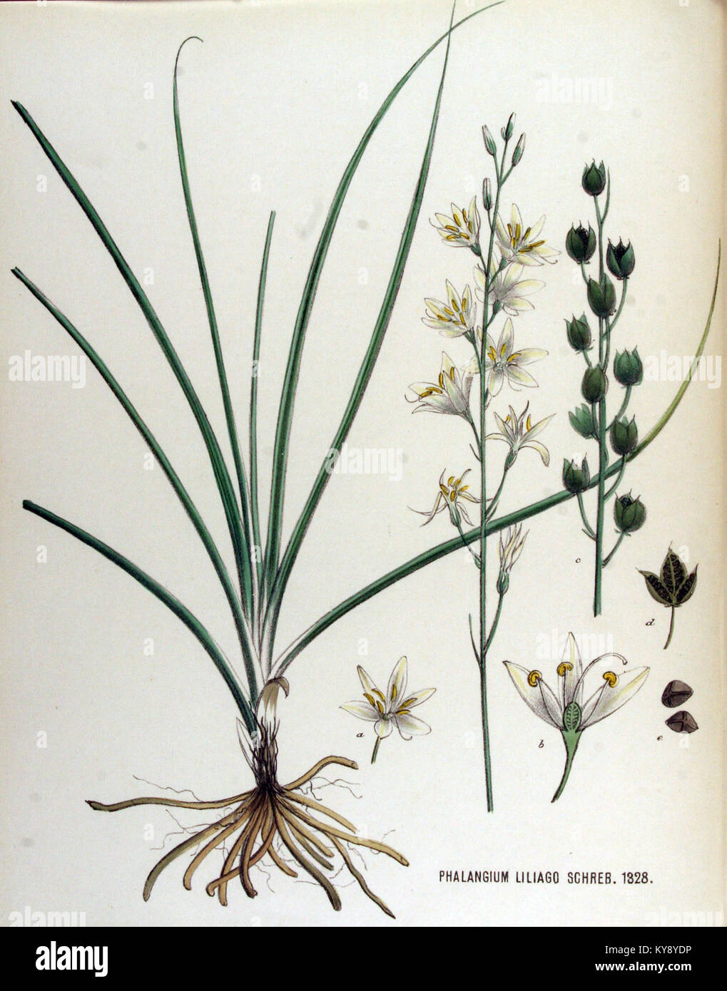 „Phalangium liliago“ ist eine Art des Erntemanns, die in Band 17 der „Flora Batava“ dokumentiert wird, einem Werk, das die Flora und Fauna der Niederlande im 18. Jahrhundert beschreibt. Stockfoto