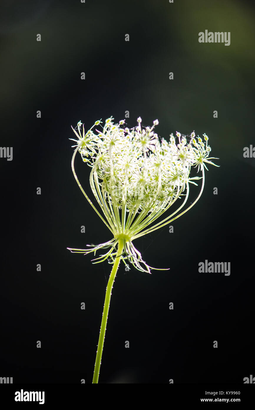 Queen Anne es Lace Stockfoto