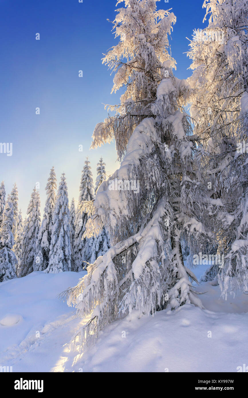 Von der Sonne Schnee-bedeckten Lärchen beleuchtet und die Bäume im Hintergrund des blauen Himmels Fichte. Sonnigen Wintertag. Winter Berglandschaft. Stockfoto