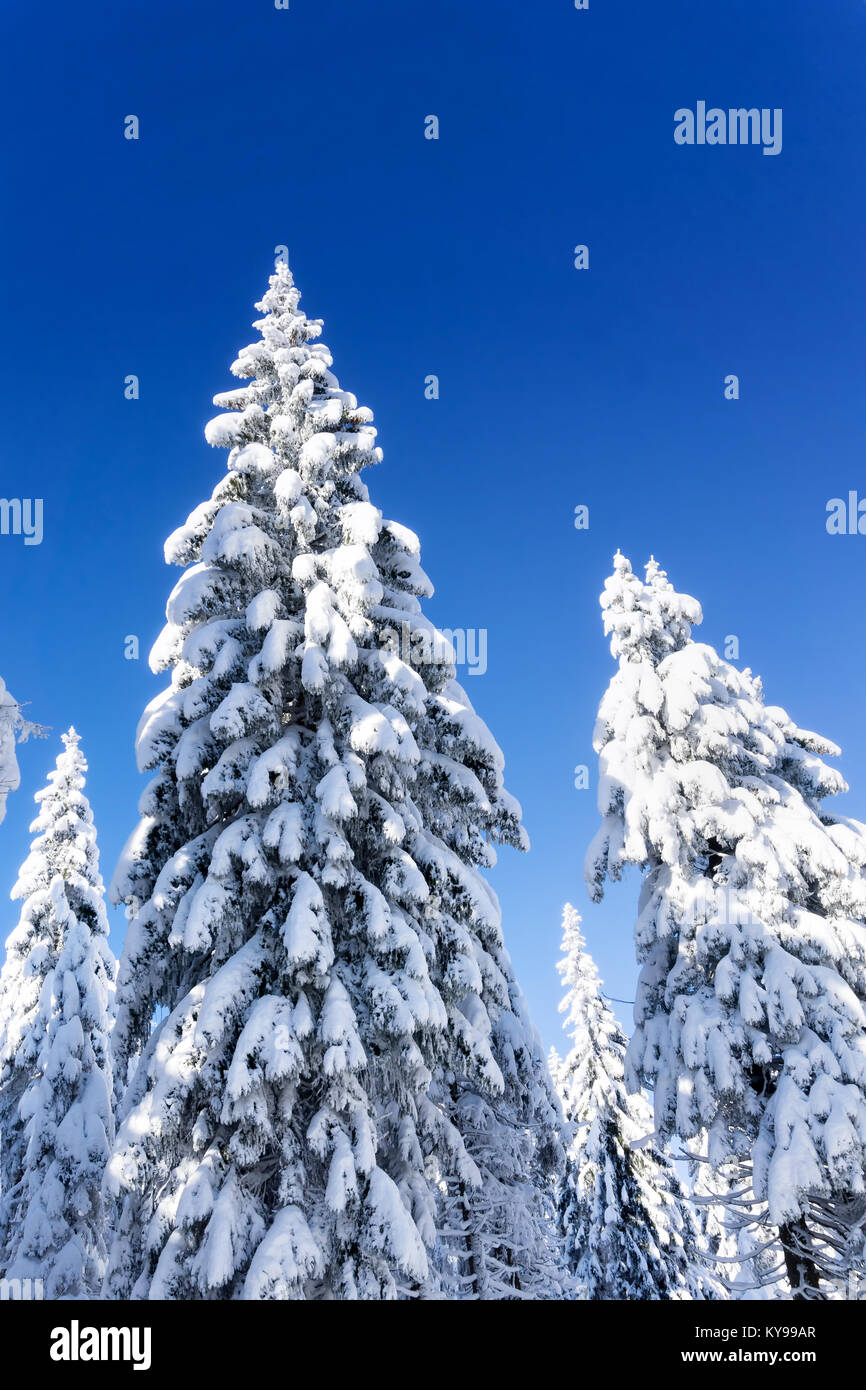 Schneebedeckte Bäume mit Eiszapfen und Kegel in den Hintergrund des blauen Himmels Fichte. Sonnigen Wintertag. Winter Berglandschaft. Stockfoto