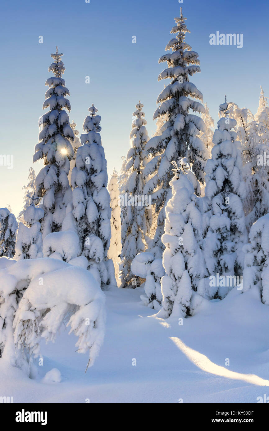 Von der Sonne beleuchtete Schnee-bedeckten Bäume und Lärchen im Hintergrund des blauen Himmels Fichte. Sonnigen Wintertag. Winter Berglandschaft. Stockfoto