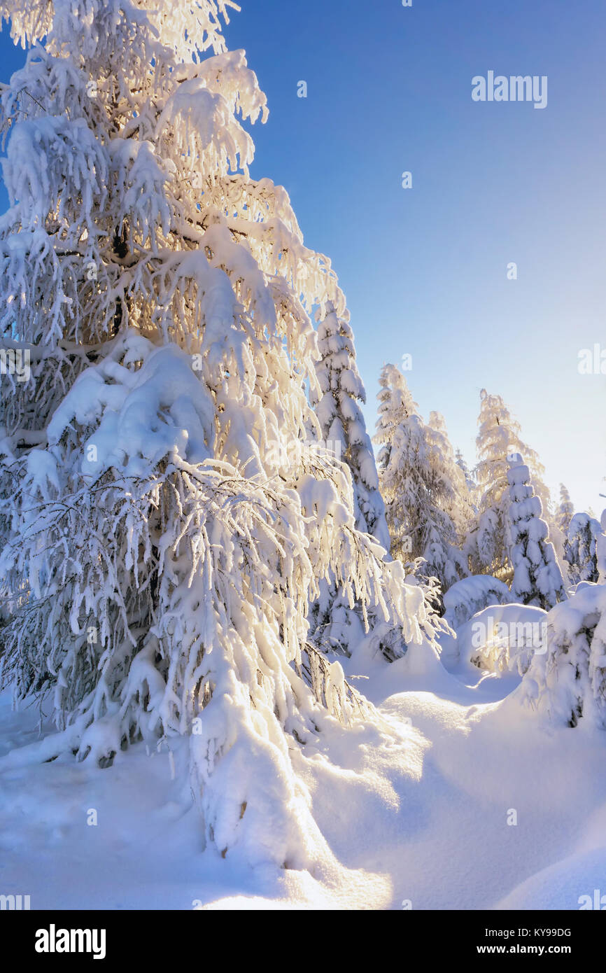 Von der Sonne Schnee-bedeckten Lärchen beleuchtet und die Bäume im Hintergrund des blauen Himmels Fichte. Sonnigen Wintertag. Winter Berglandschaft. Stockfoto