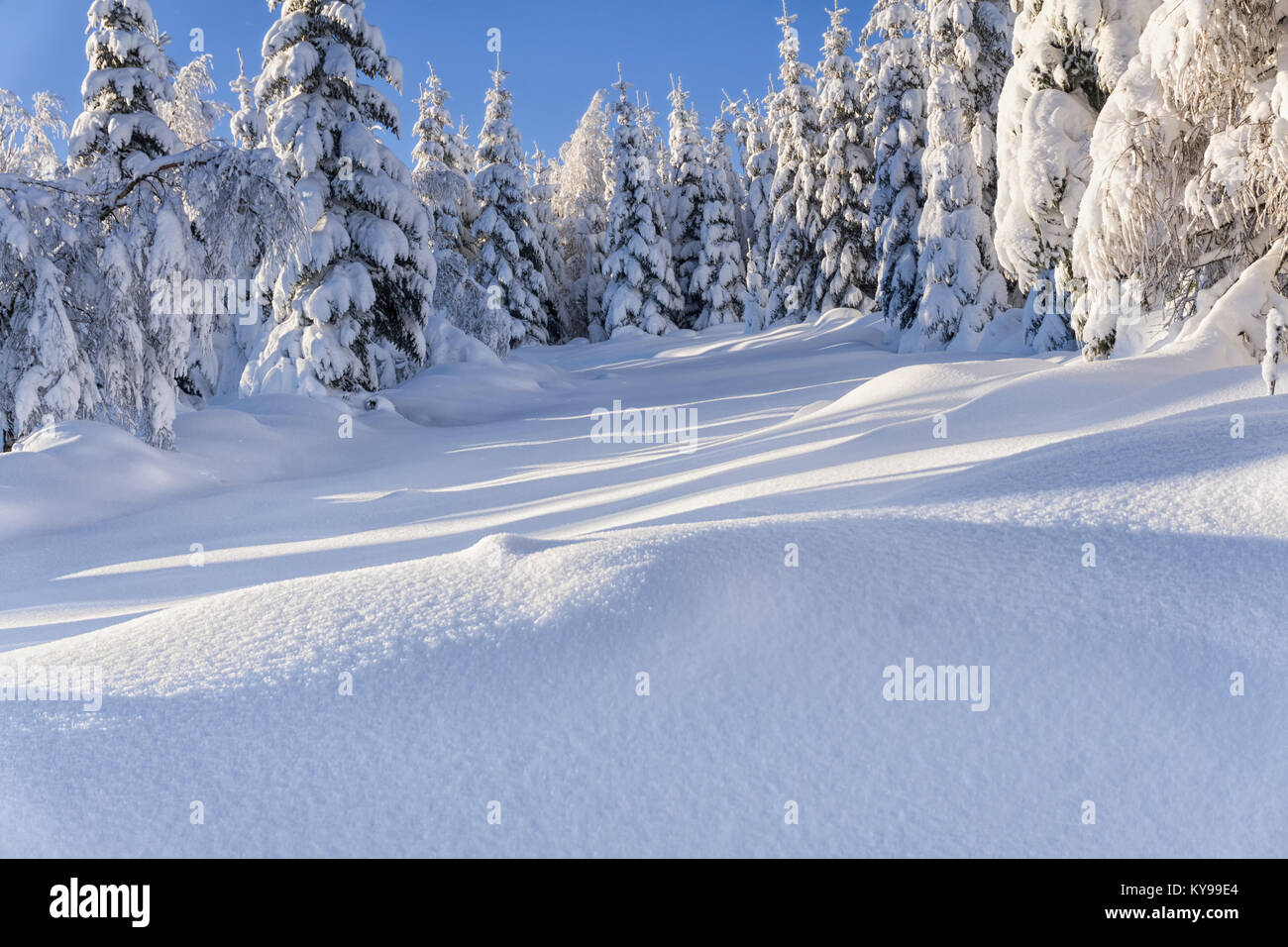Von der Sonne beleuchtete Schnee-bedeckten Bäume und Lärchen im Hintergrund des blauen Himmels Fichte. Sonnigen Wintertag. Winter Berglandschaft. Stockfoto
