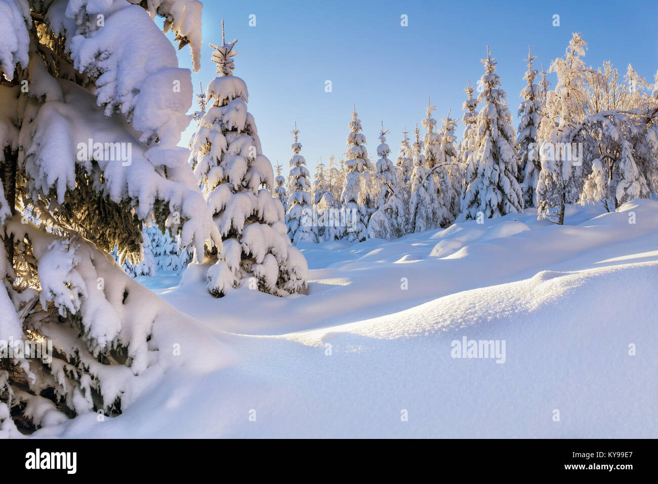 Von der Sonne beleuchtete Schnee-bedeckten Bäume und Lärchen im Hintergrund des blauen Himmels Fichte. Sonnigen Wintertag. Winter Berglandschaft. Stockfoto