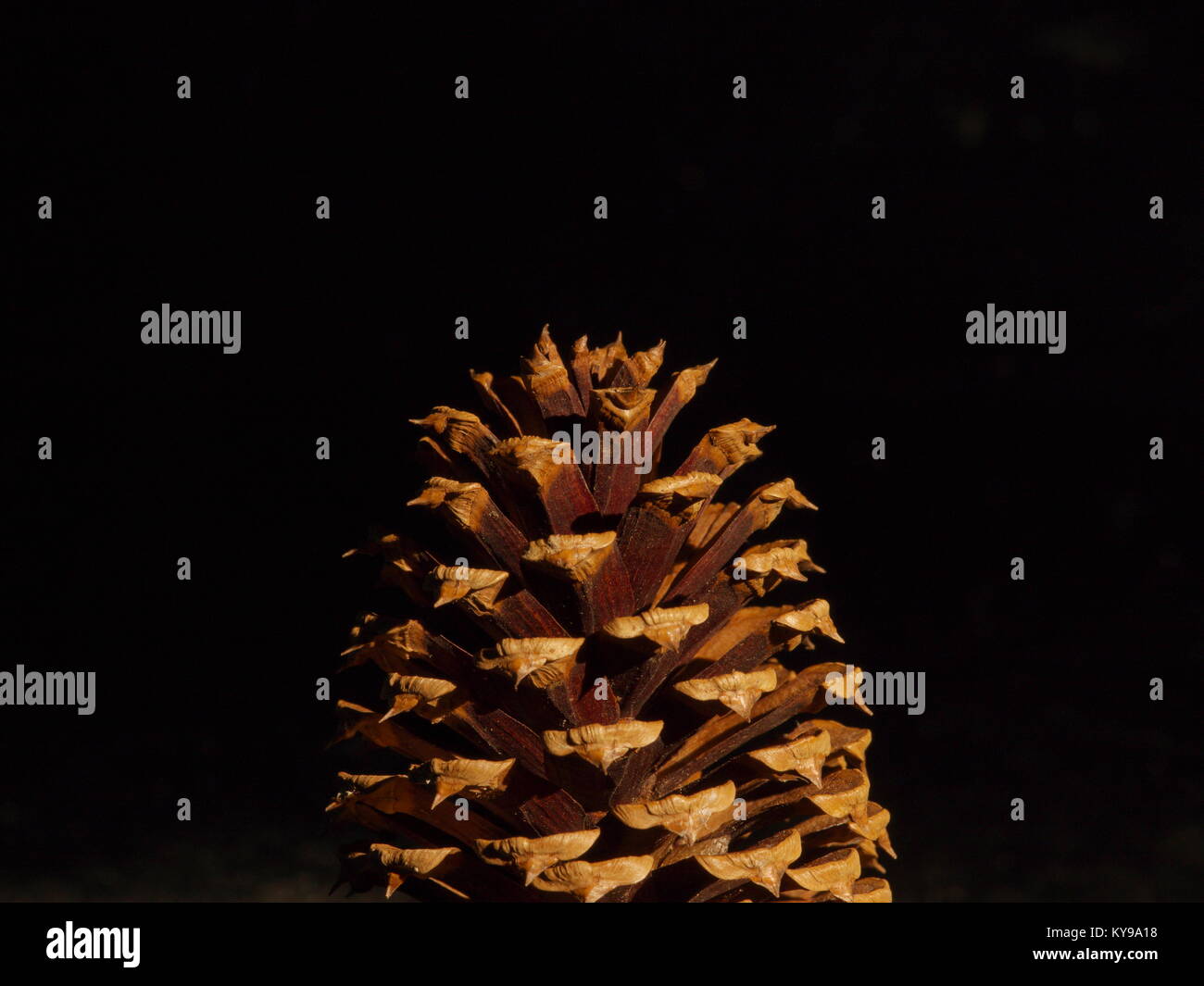 Öffnen Pine Cone auf schwarzem Hintergrund - hohe Auflösung Nahaufnahme Stockfoto