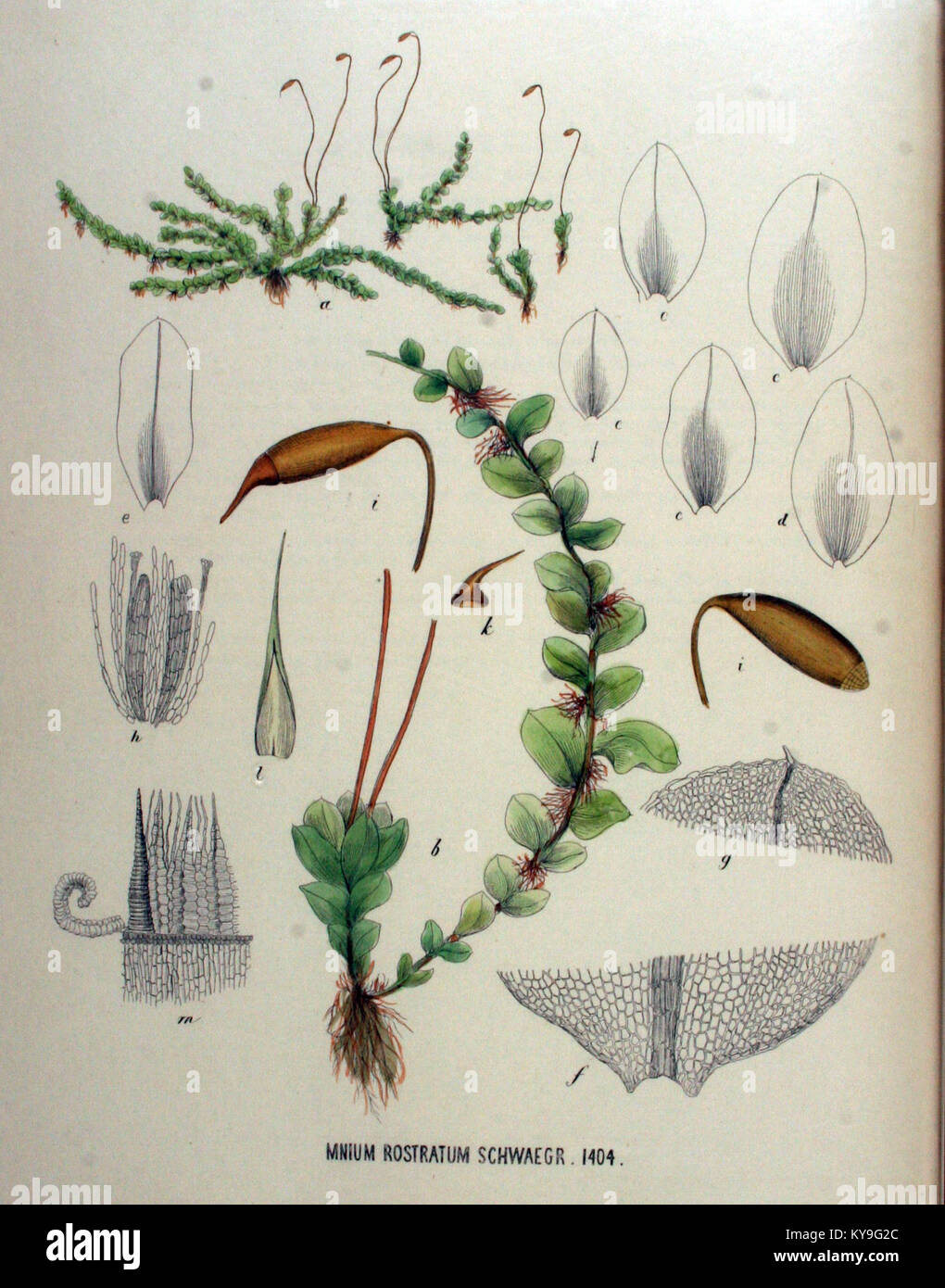 Mnium rostratum ist eine Moosart, die in der Flora Batava-Serie zu sehen ist. Es ist eine wichtige Pflanze für die Erforschung von in Europa heimischen botanischen Arten. Dieser Band bietet detaillierte Abbildungen und Beschreibungen des Mooses, die zum Verständnis seiner Rolle in lokalen Ökosystemen beitragen. Stockfoto