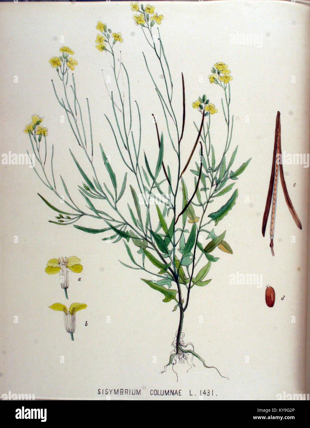 Sisymbrium columnae ist eine Pflanzenart, die in der „Flora Batava“, einem umfassenden botanischen Werk, in dem die einheimischen Pflanzenarten in den Niederlanden beschrieben werden, aufgeführt ist. Dieser Eintrag ist Teil von Band 1 der Serie. Stockfoto