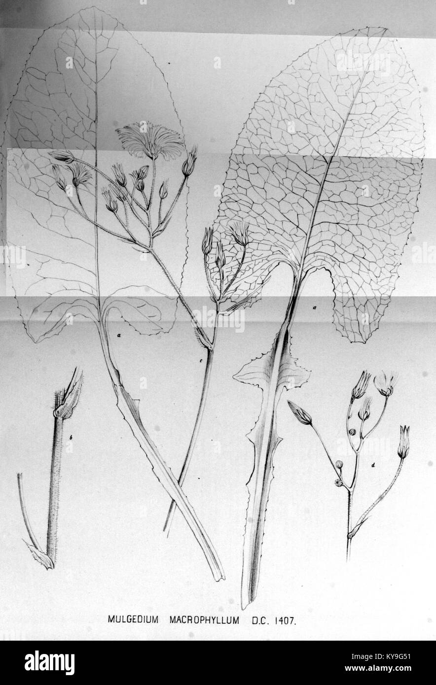 Mulgedium macrophyllum ist eine Pflanzenart, die in „Flora Batava“ dargestellt wird, einem bedeutenden botanischen Werk aus dem 18. Jahrhundert, das die niederländische Flora dokumentiert. Stockfoto
