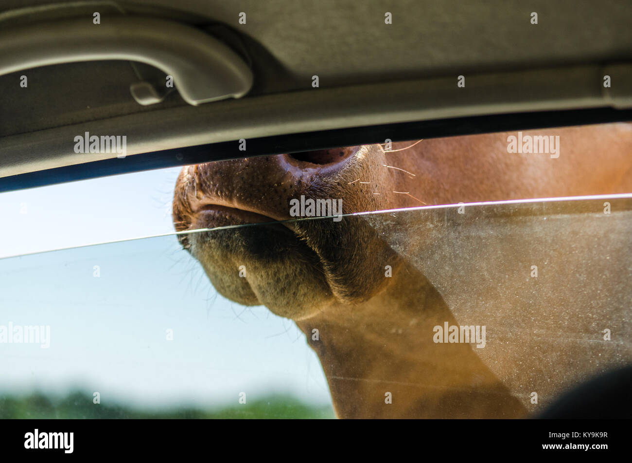 Kuhkopf außerhalb eines Auto Fenster in Safari Reise Stockfoto