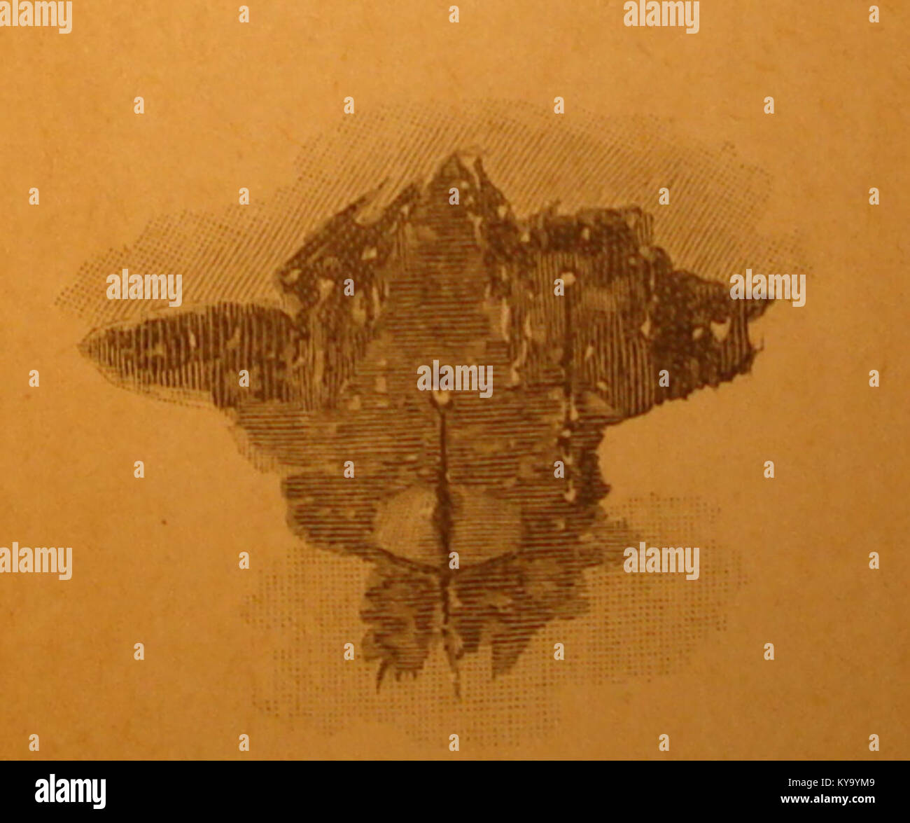 Ein Buch von Georges Picard, das „Conte d'Hiver“ (Wintermärchen) zeigt, das literarische Geschichten mit Illustrationen und den französischen kulturellen Kontext des 19. Bis 20. Jahrhunderts zeigt. Stockfoto