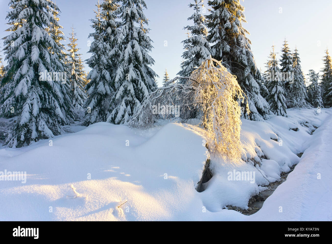 Einsame Birke mit Frost von der Sonne beschienen. Winterlandschaft. Stockfoto