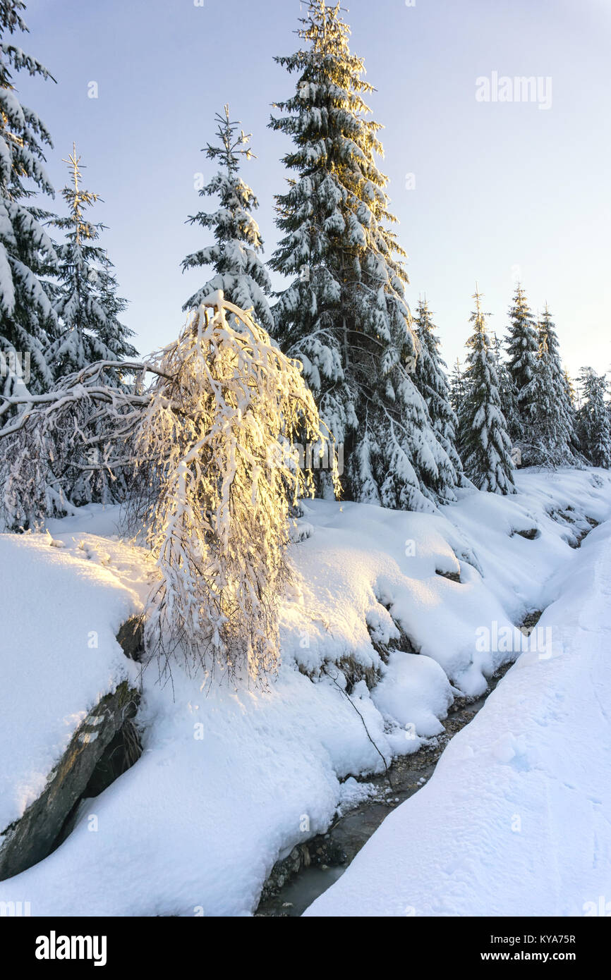 Einsame Birke mit Frost von der Sonne beschienen. Winterlandschaft. Stockfoto