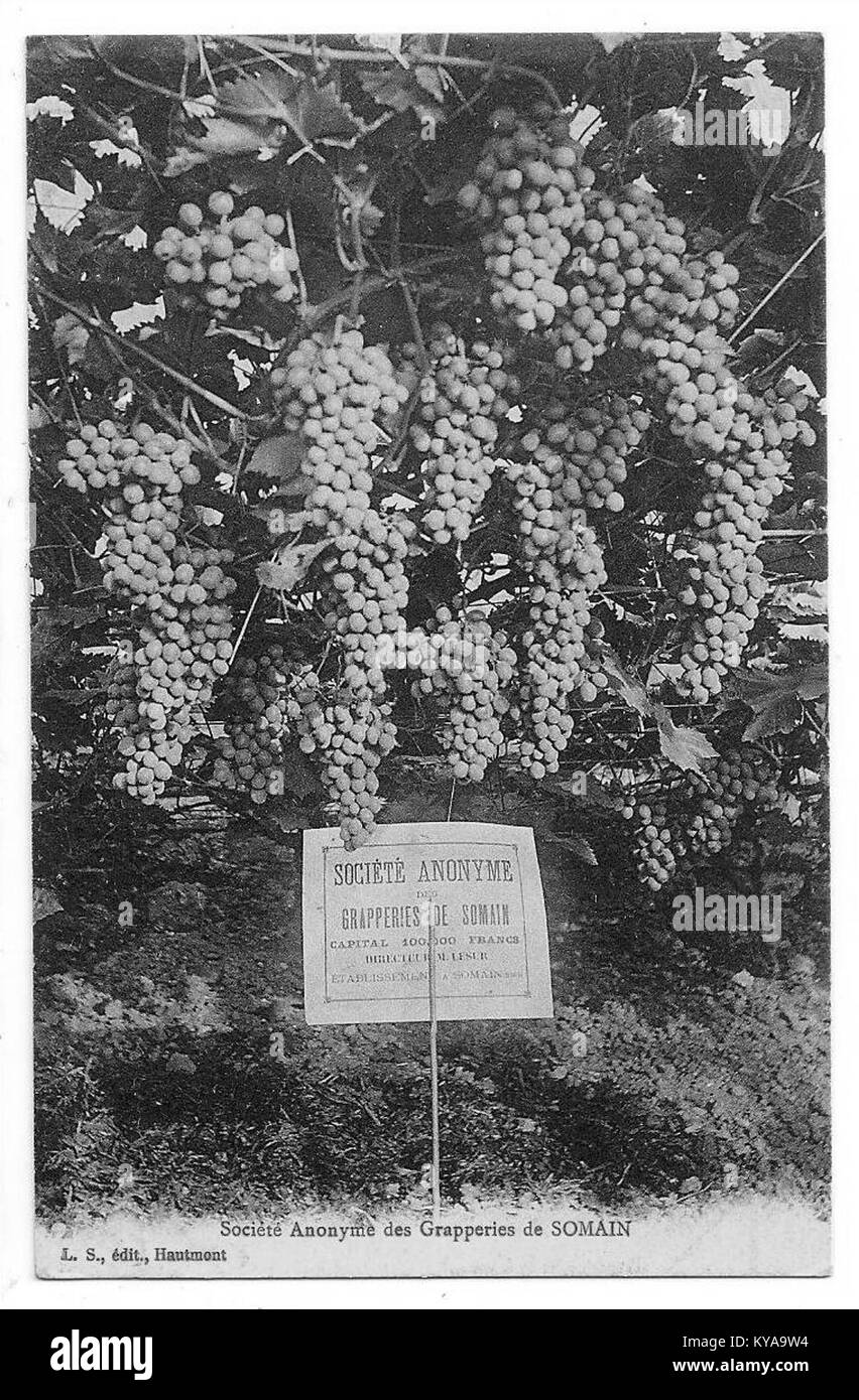 Dieses Bild zeigt ein Dokument über die Sociétés anonymes des grapperies de Somain, ein 1889 in Somain gegründetes Weinbauunternehmen. Stockfoto